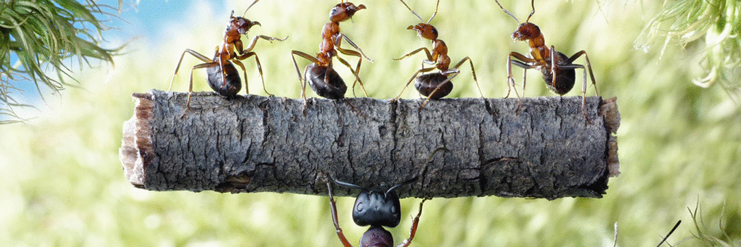 Quem não pode com formiga não assanha o formigueiro