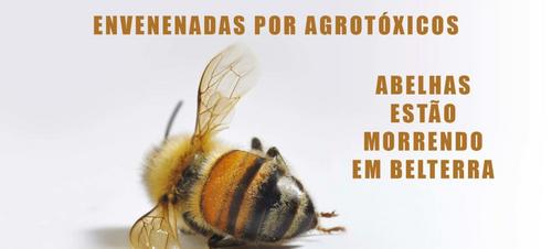 Soja e uso excessivo de agrotóxicos modificam apicultura no Oeste do Pará